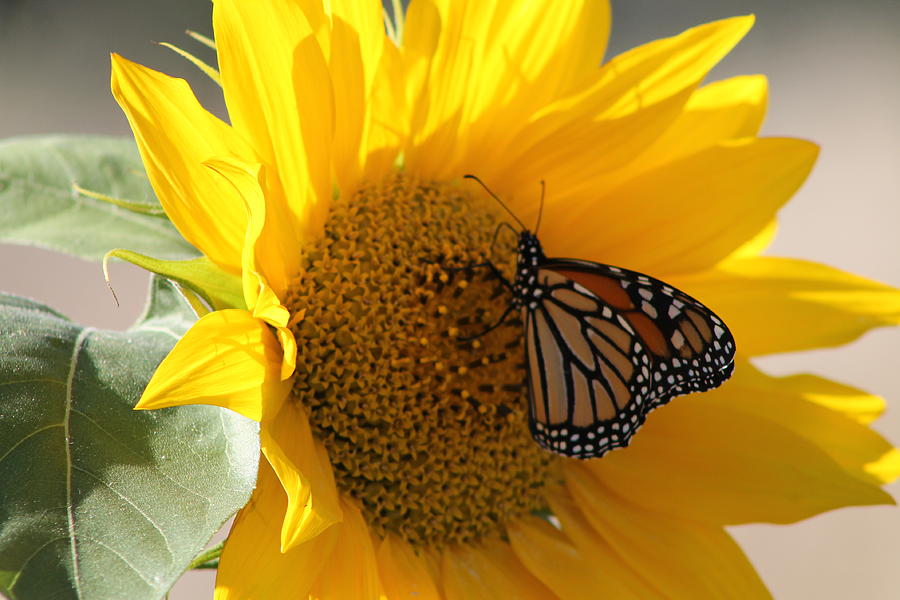 Monarch On Sunflower Photograph