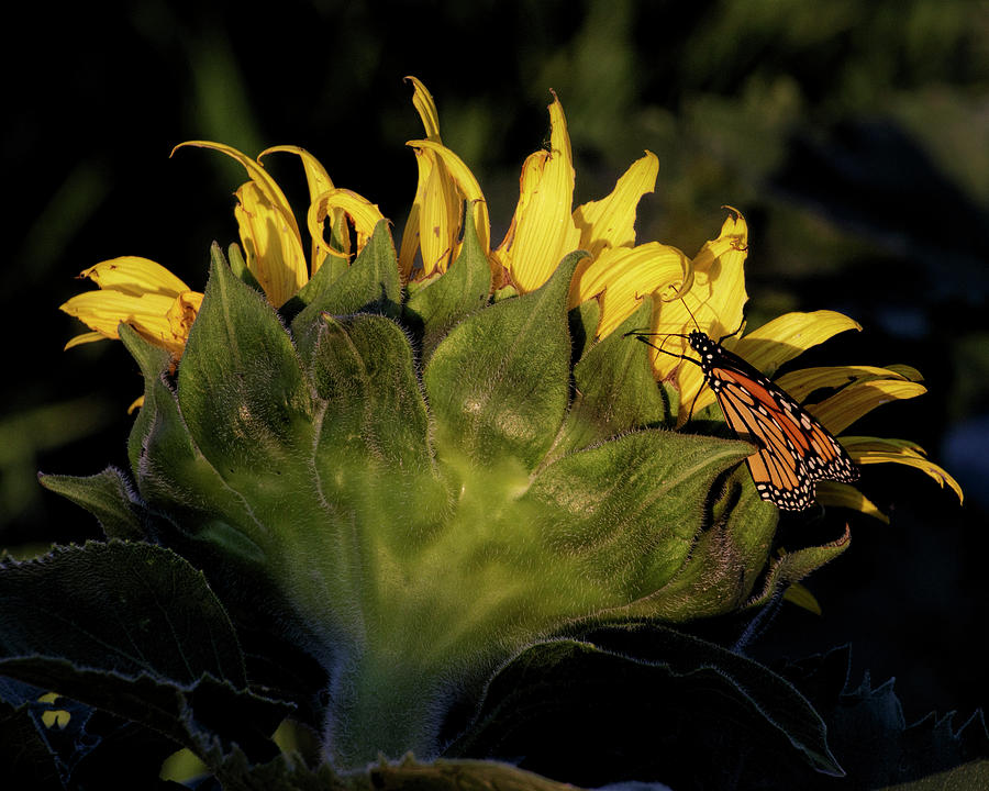 Monarch on Sunflower Photograph by Rob Graham