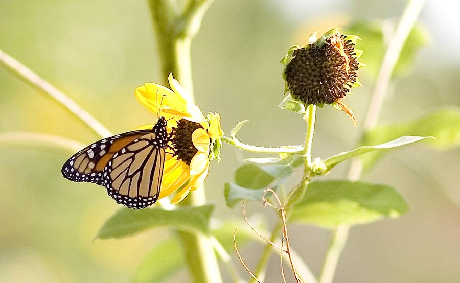 Monarch on Sunflower Photograph by Stephen Schwiesow