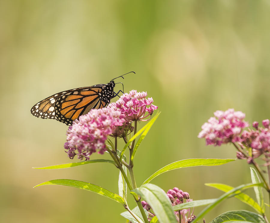Monarch On Swamp Milkweed 2014-1 Photograph by Thomas Young