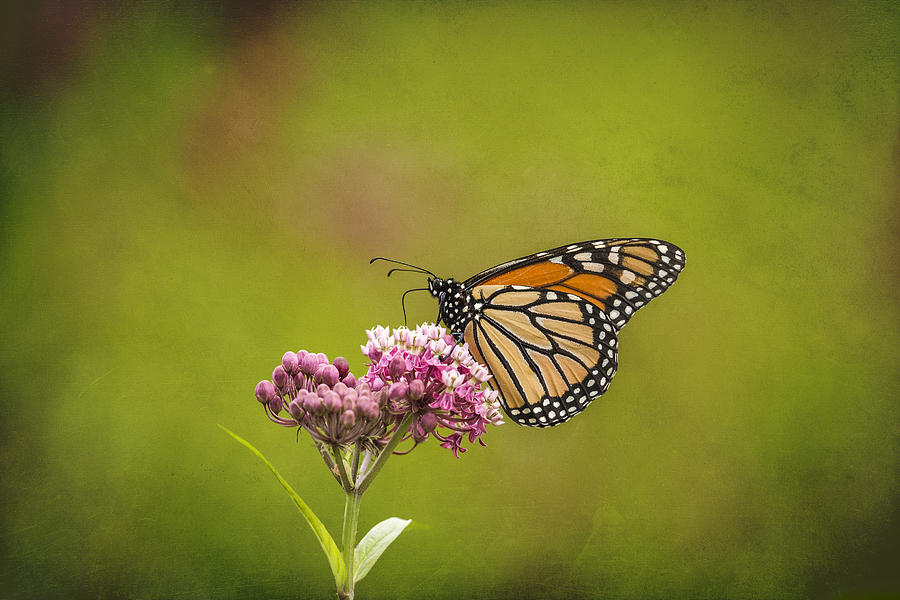Monarch On Swamp Milkweed 2014-2 Photograph by Thomas Young