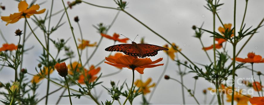 Monarch Butterflies Photograph - Monarch on the River by Leon Hollins III Monarch Butterflies Photograph - Monarch on the River by Leon Hollins III