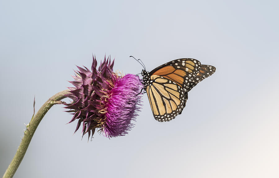 Monarch On Thistle 2015-1 Photograph by Thomas Young