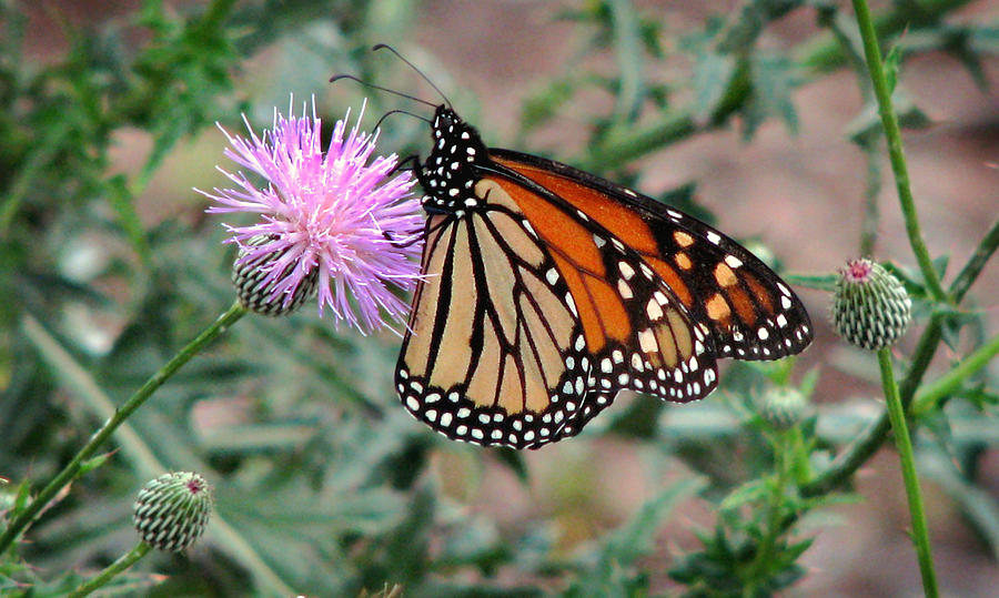 Monarch on Thistle Photograph by Peggy Urban
