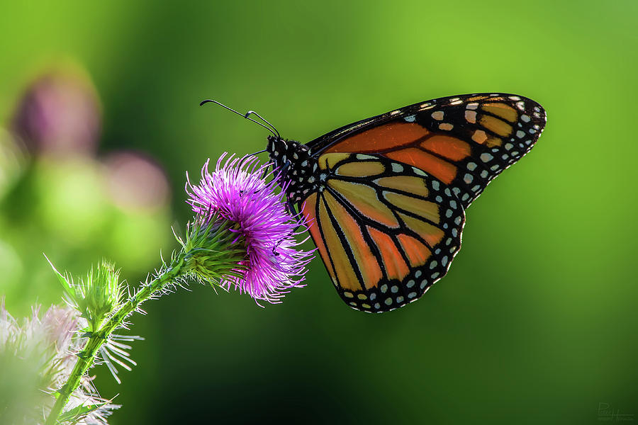 Monarch on purple Canada Thistle Photograph by Peter Herman