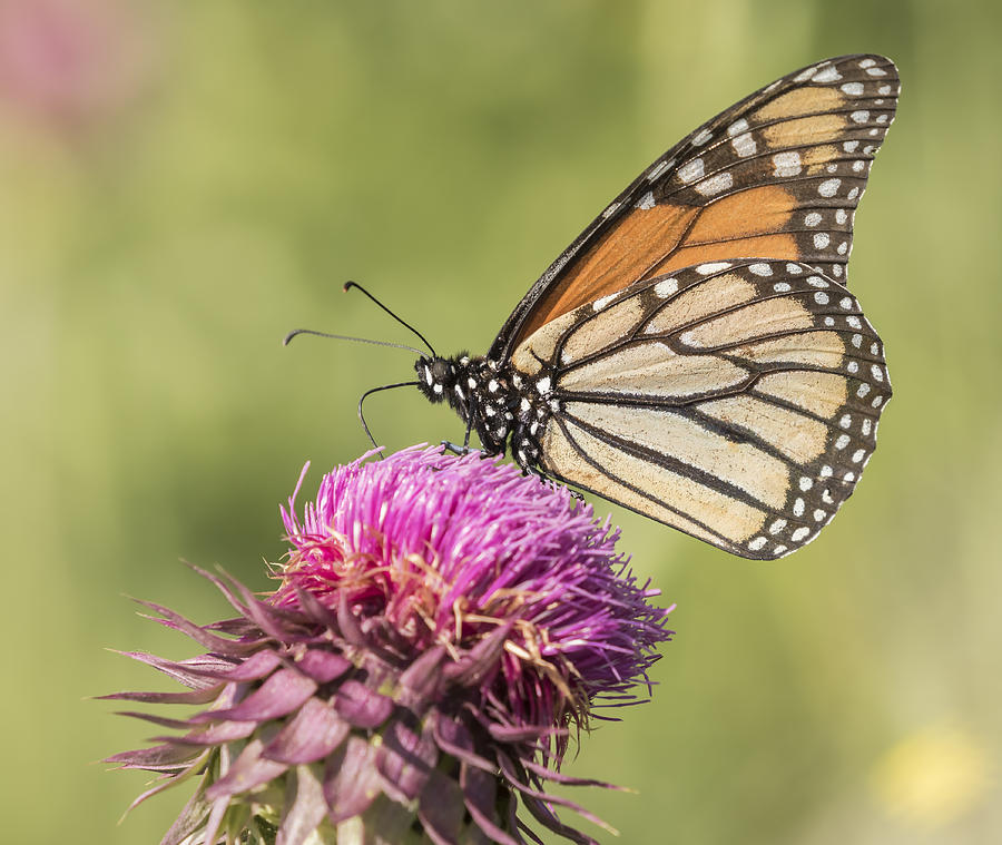 Monarch On Thistle Photograph by Thomas Young