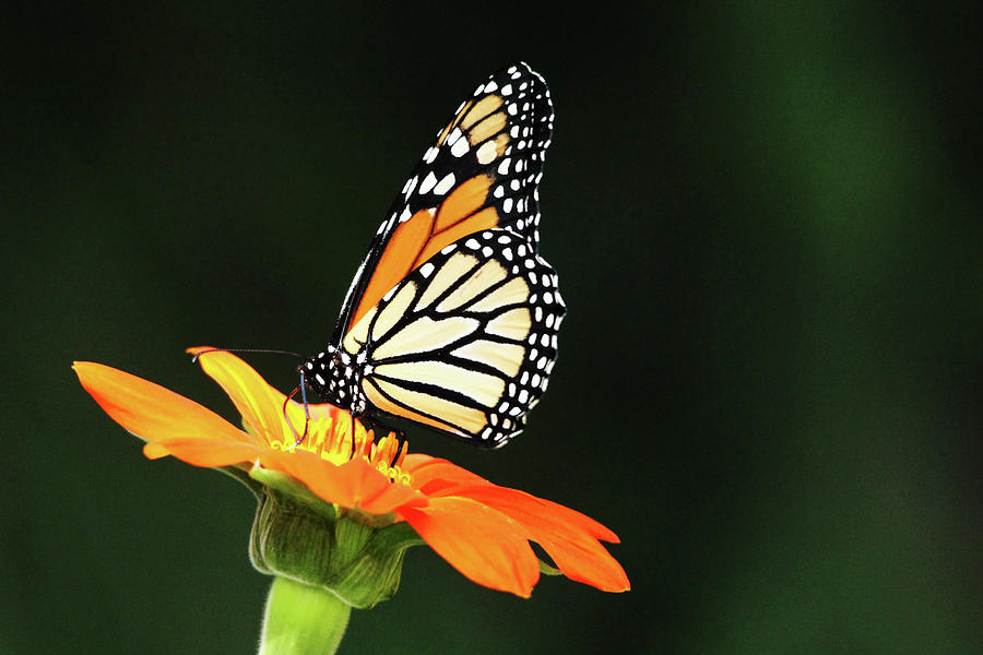 Monarch On Tithonia Photograph