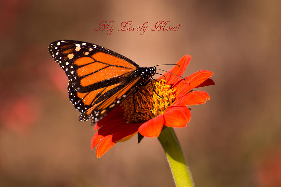 Butterfly Photograph - Monarch on Tithonia Mothers Day gifts by Zina Stromberg