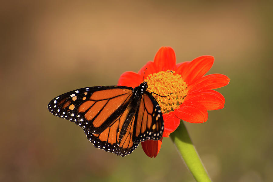 Monarch on tithonia Photograph by Zina Stromberg - Fine Art America