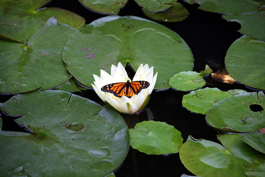 Monarch on Waterlily Photograph by George Jones