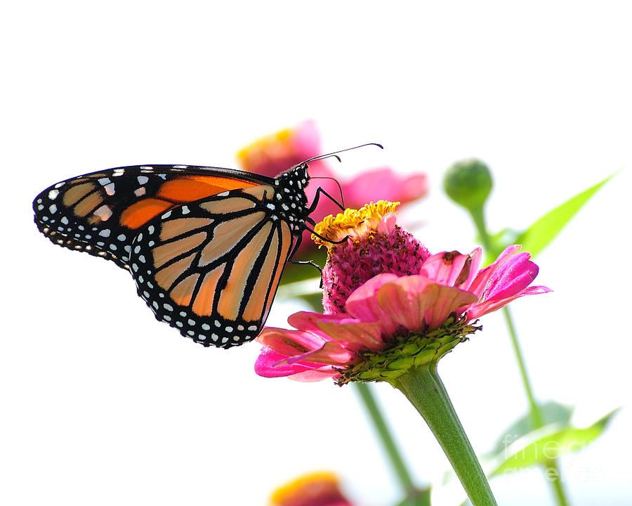 Butterfly Photograph - Monarch on White by Edward Sobuta