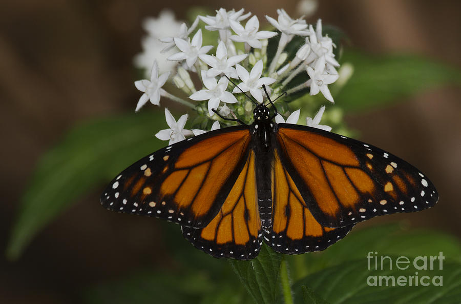 Monarch on white flowers Photograph by Ruth Jolly