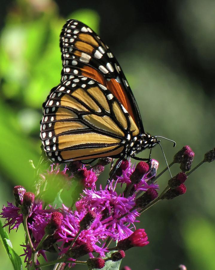 Monarch On Wildflower Photograph by Ann Bridges
