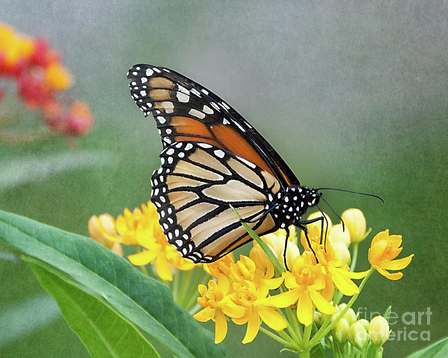 Monarch on Yellow Photograph by Ann Jacobson