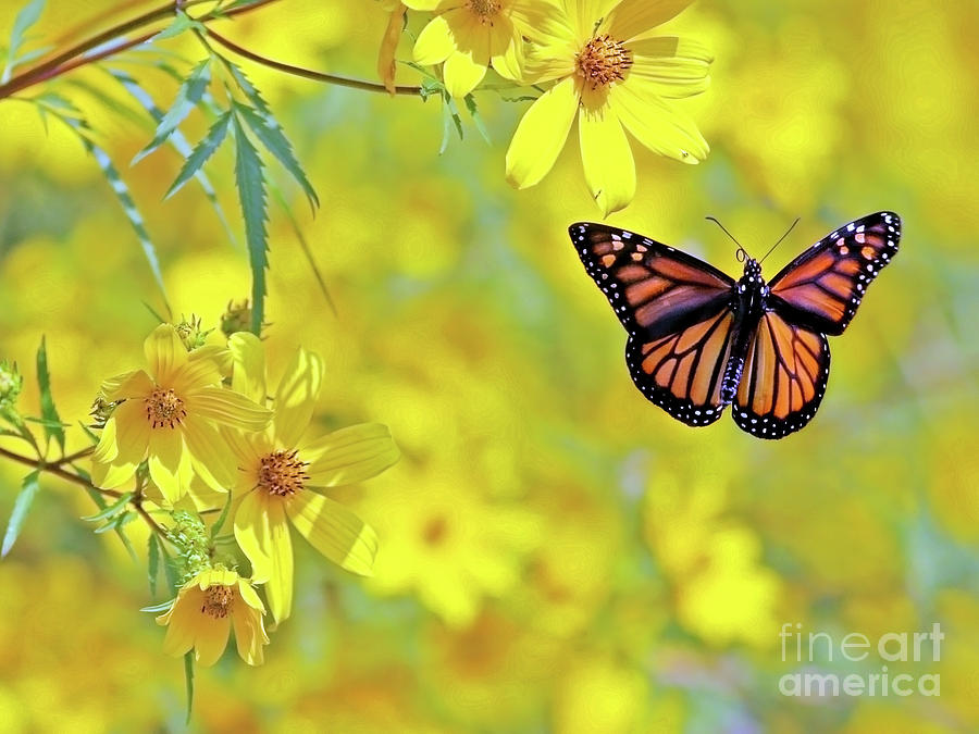 Monarch on Yellow Photograph by Art Cole