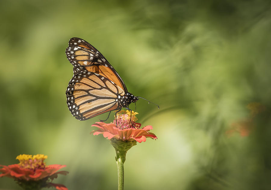 Monarch On Zinnia 1-2015 Photograph by Thomas Young