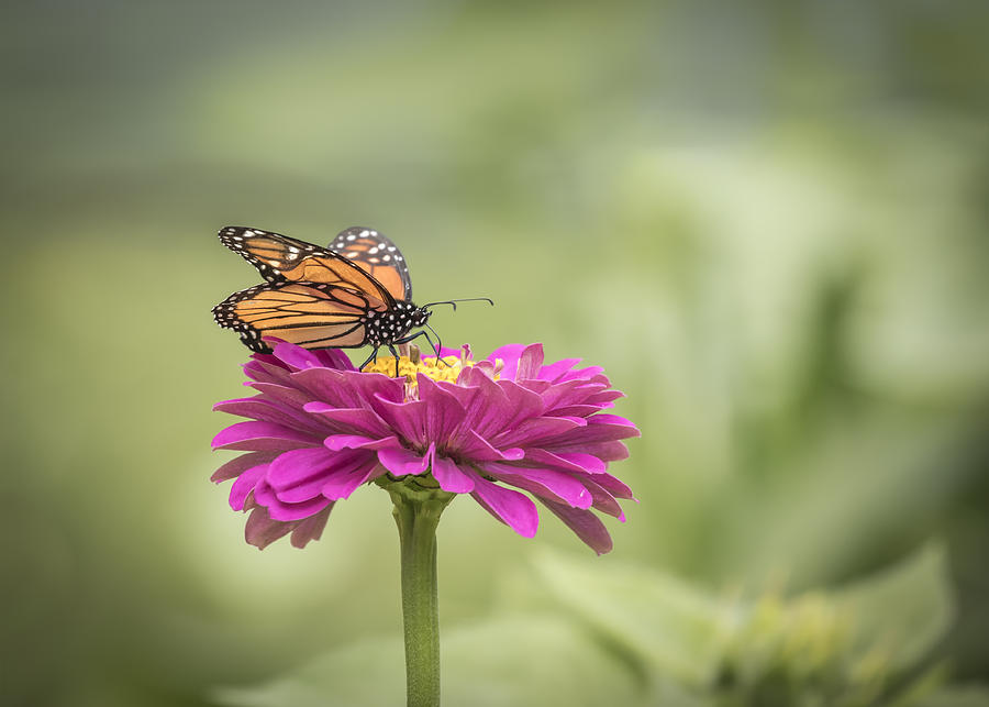 Monarch On Zinnia 2-2015 Photograph by Thomas Young
