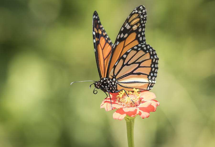 Monarch On Zinnia 3-2015 Photograph by Thomas Young