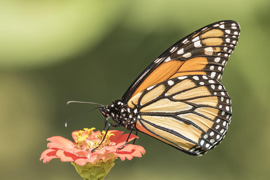Monarch On Zinnia 4-2015 Photograph by Thomas Young