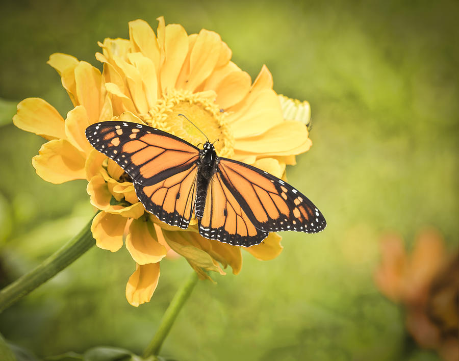 Monarch On Zinnia 5-2015 Photograph by Thomas Young