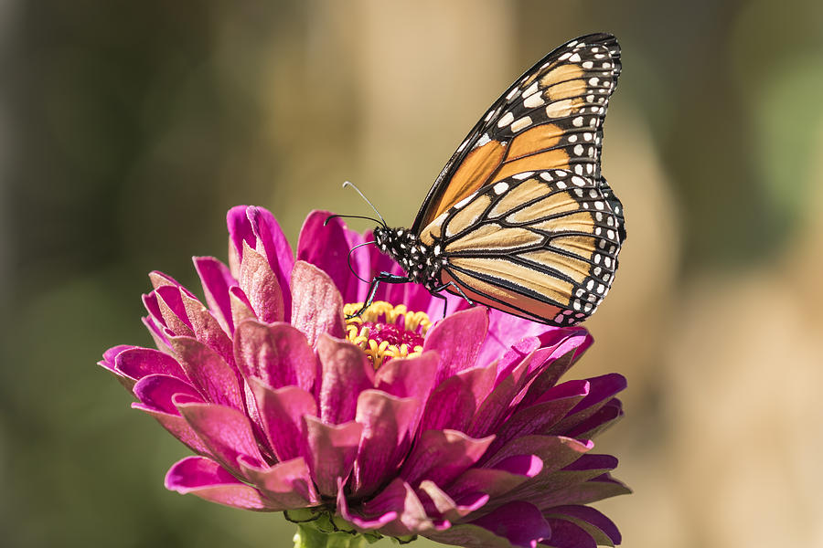 Monarch On Zinnia 8-2015 Photograph by Thomas Young