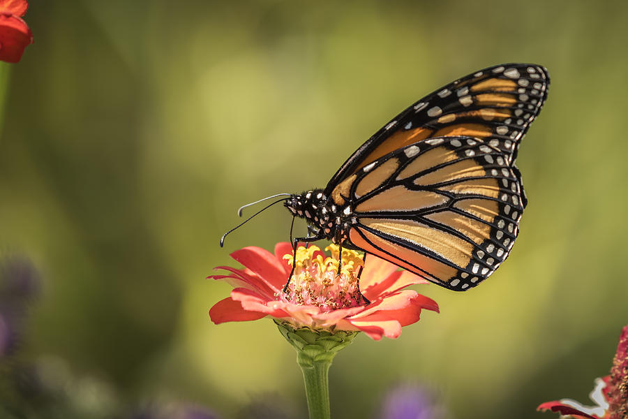 Monarch On Zinnia 9-2015 Photograph by Thomas Young