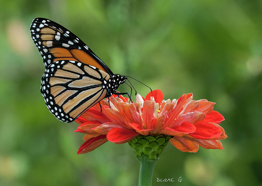 Monarch on Zinnia Photograph by Diane Giurco