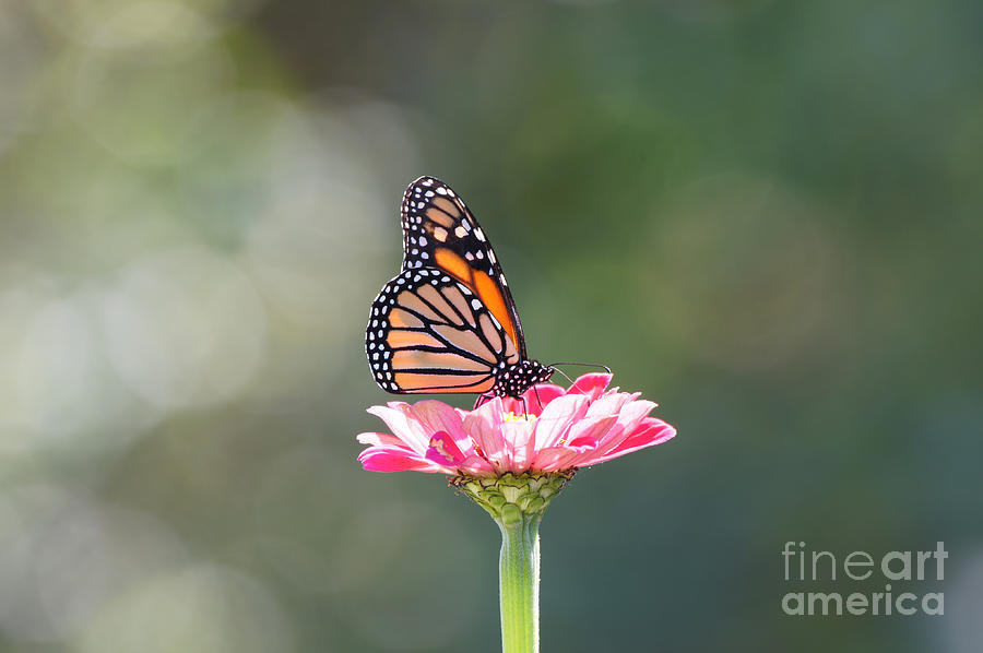 Monarch on Zinnia Flower Photograph by Robert E Alter Reflections of Infinity
