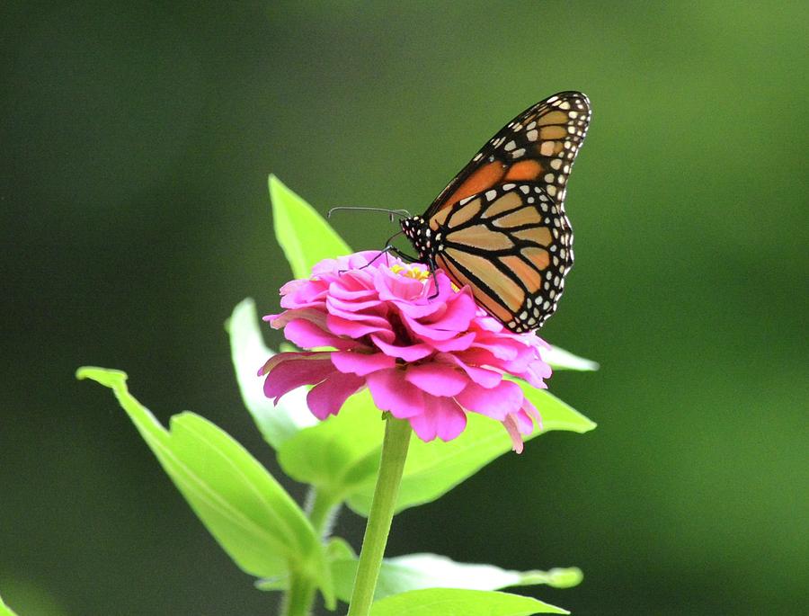 Monarch on Zinnia Photograph by Judy Genovese