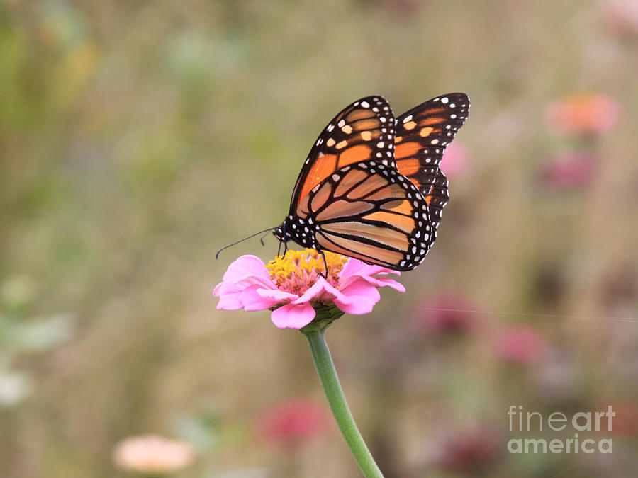 Monarch on Zinnia Photograph by Robin Pedrero