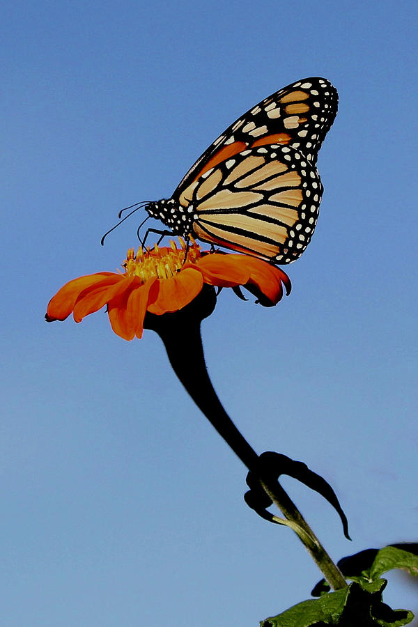 Monarch on Zinnia  Photograph by Sarah Lilja