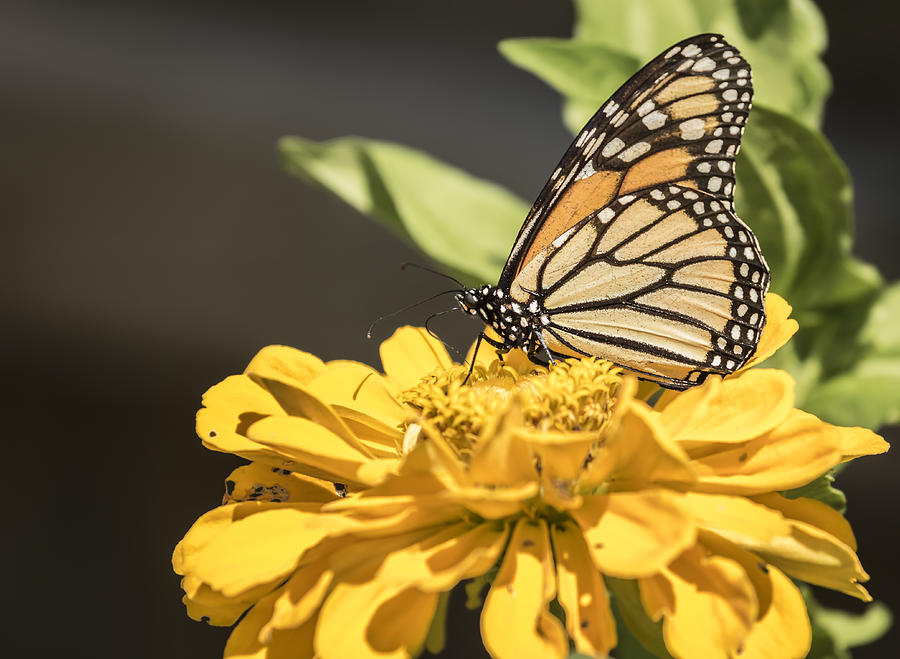 Monarch On Zinnia Photograph by Thomas Young
