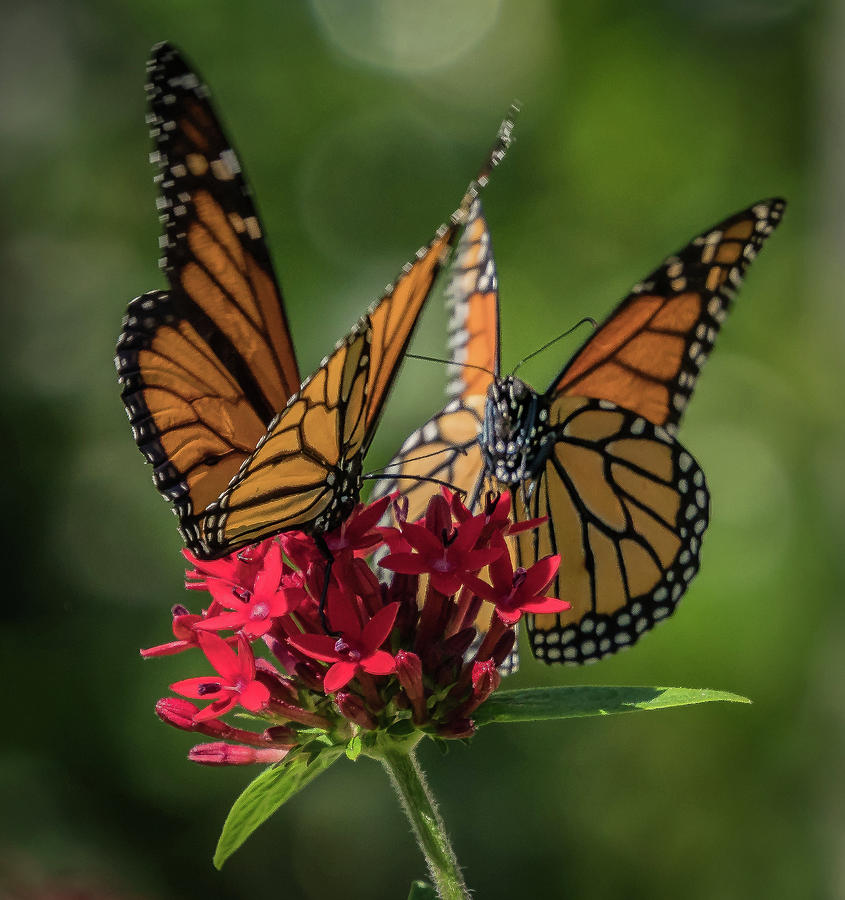 Monarch pair Photograph by Jane Luxton