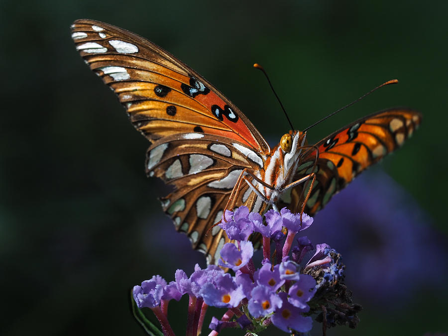 Monarch Photograph by Paula Ponath