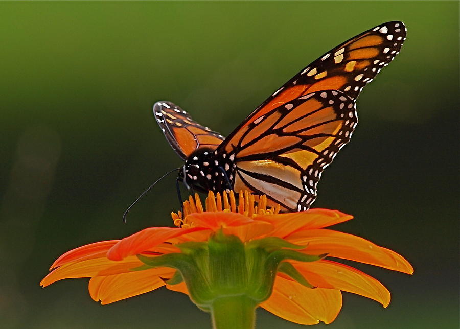 Monarch Photograph by Peter Gray | Fine Art America