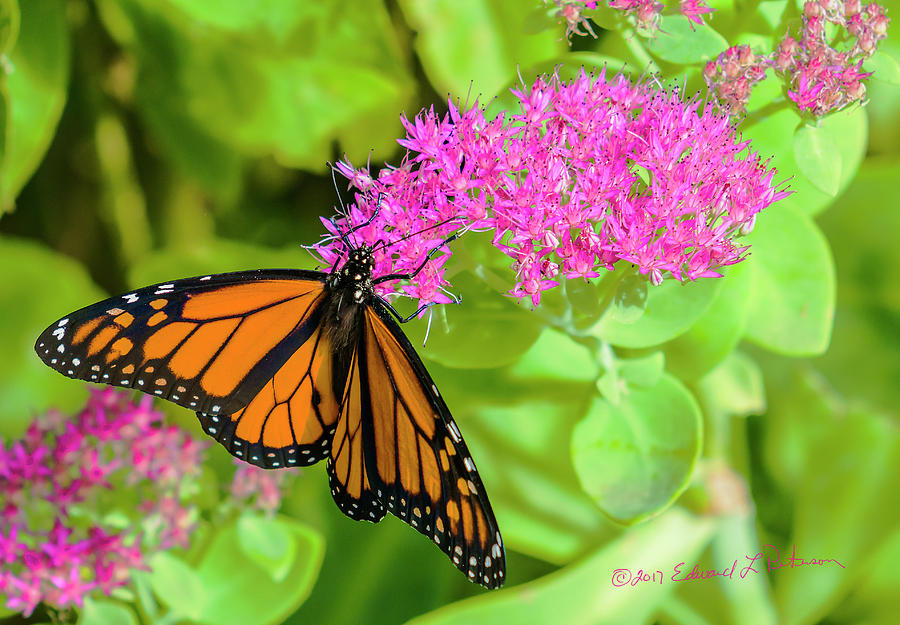 Monarch Pretty In Pink Photograph by Ed Peterson