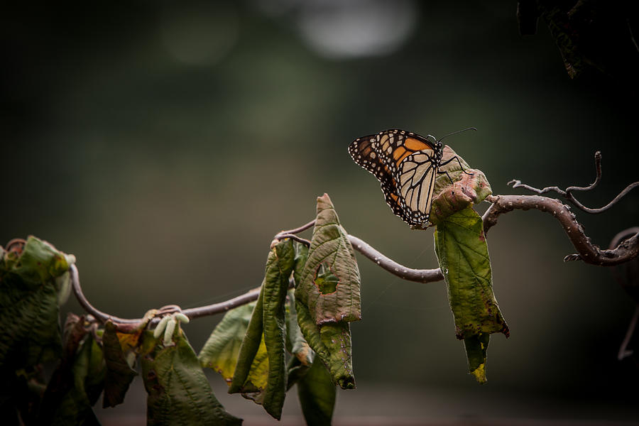 Monarch Photograph by Ray Congrove