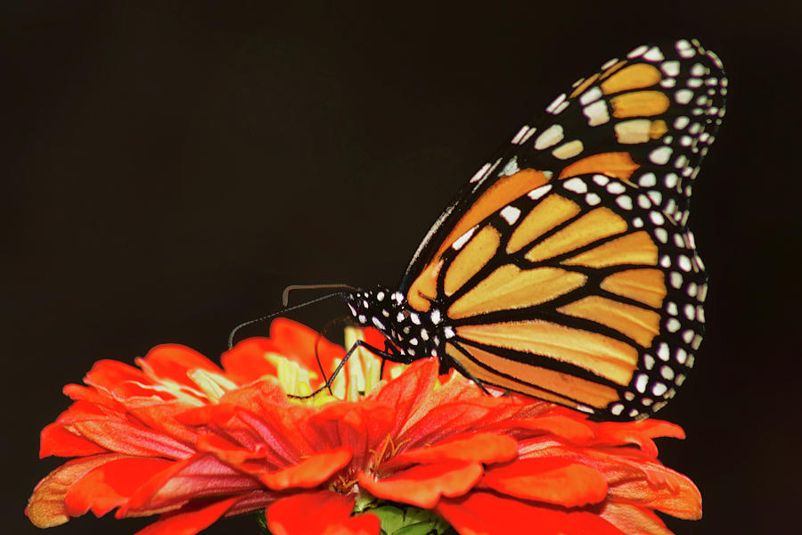 Monarch - Red Zinnia Photograph by Nikolyn McDonald