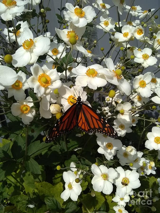 Monarch rested on Anemone  Photograph by Lingfai Leung