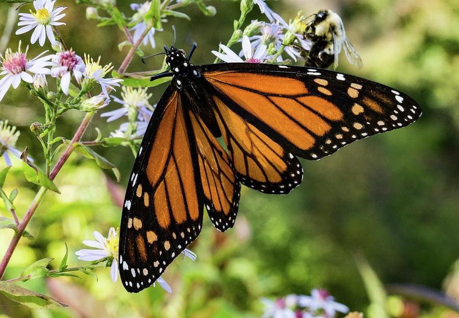 Monarch Resting Photograph by Tyler Penland