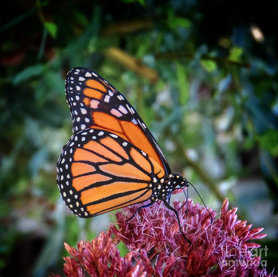 Monarch Photograph by Rrrose Pix