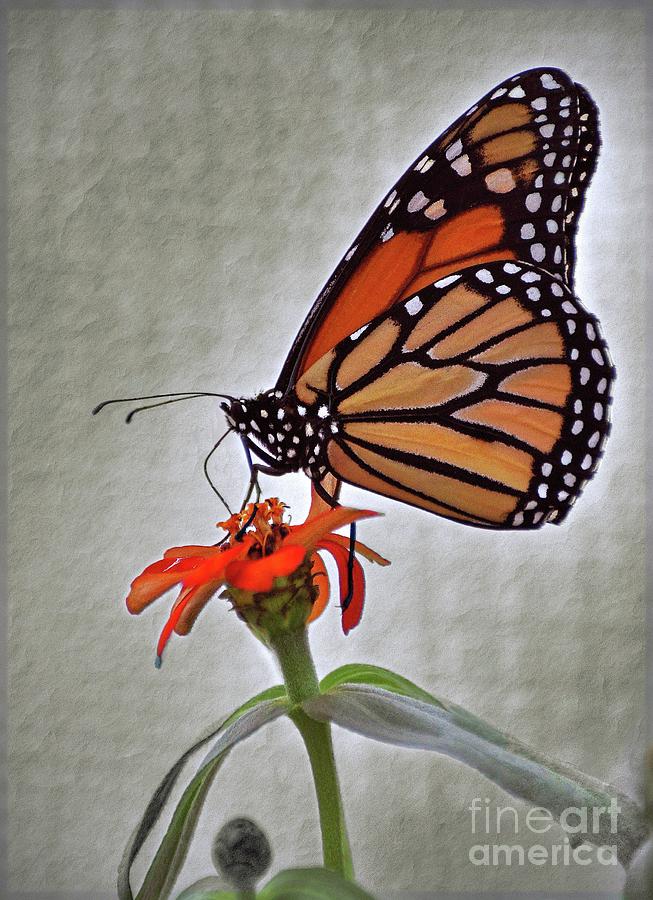Monarch Photograph by Savannah Gibbs
