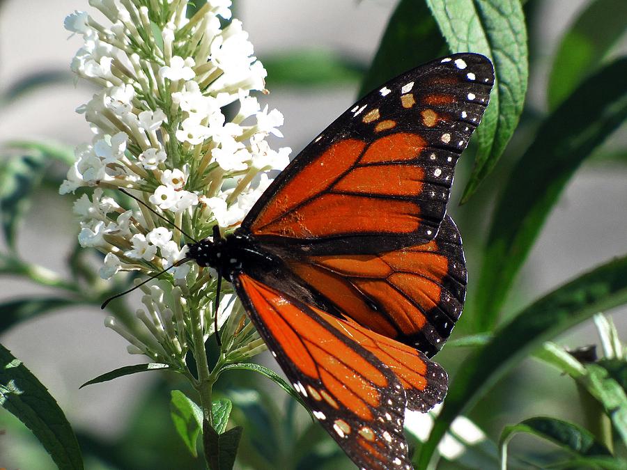 Monarch Photograph by Scott Hovind