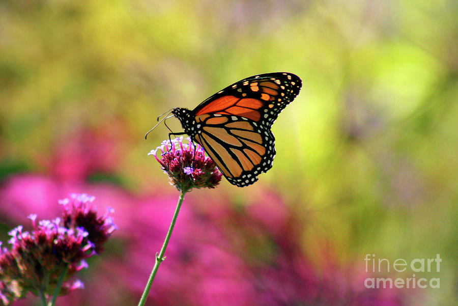 Monarch Song Photograph by Karen Adams