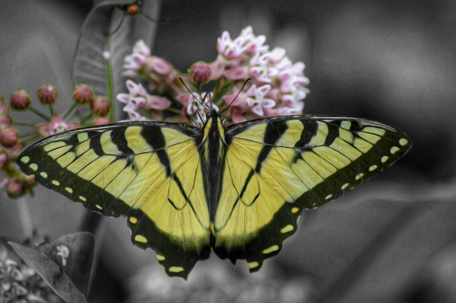 Butterfly Photograph - Monarch Splash by Shelley Smith