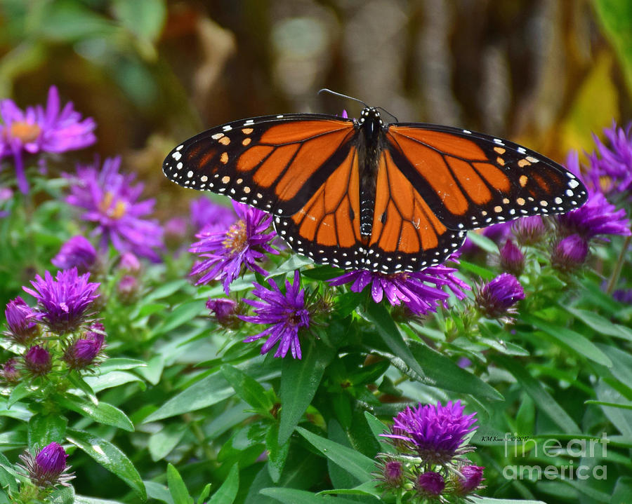 Monarch Spreading Its Wings Photograph by Kathy M Krause
