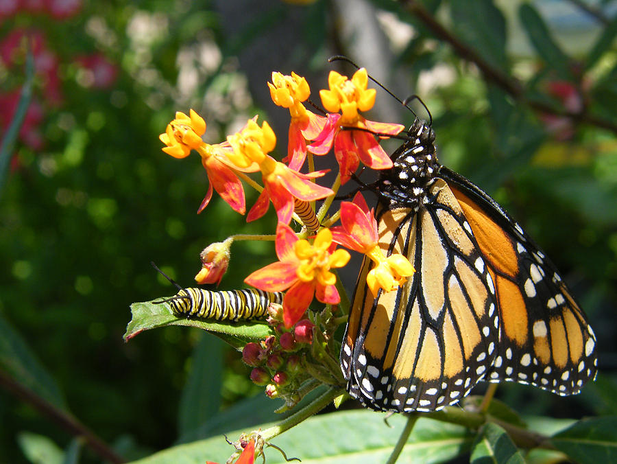 Monarch Stage One and Three Photograph by Terri Bruce - Fine Art America