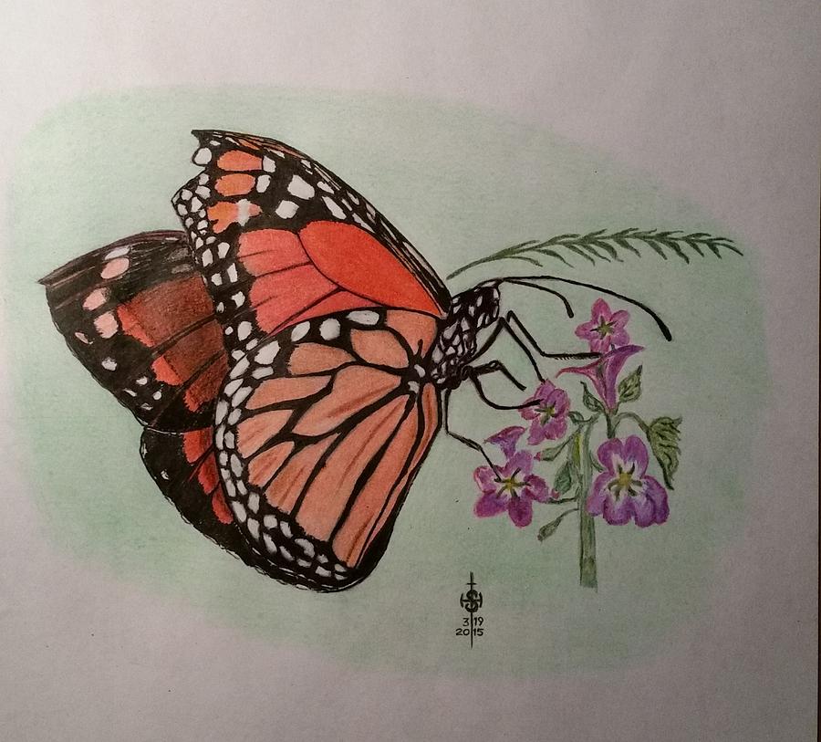 Monarch Drawing by Steve Hager