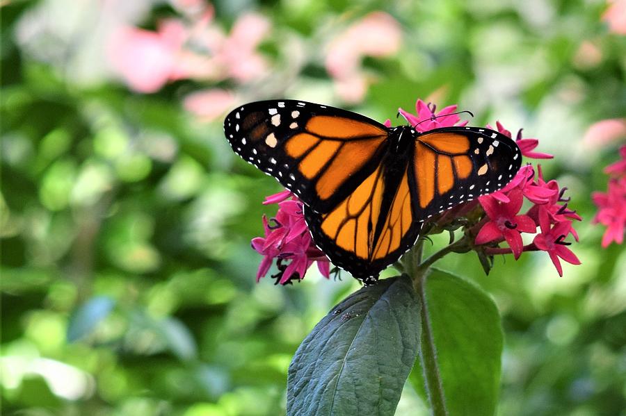 Monarch Photograph by Steve Scheunemann - Fine Art America