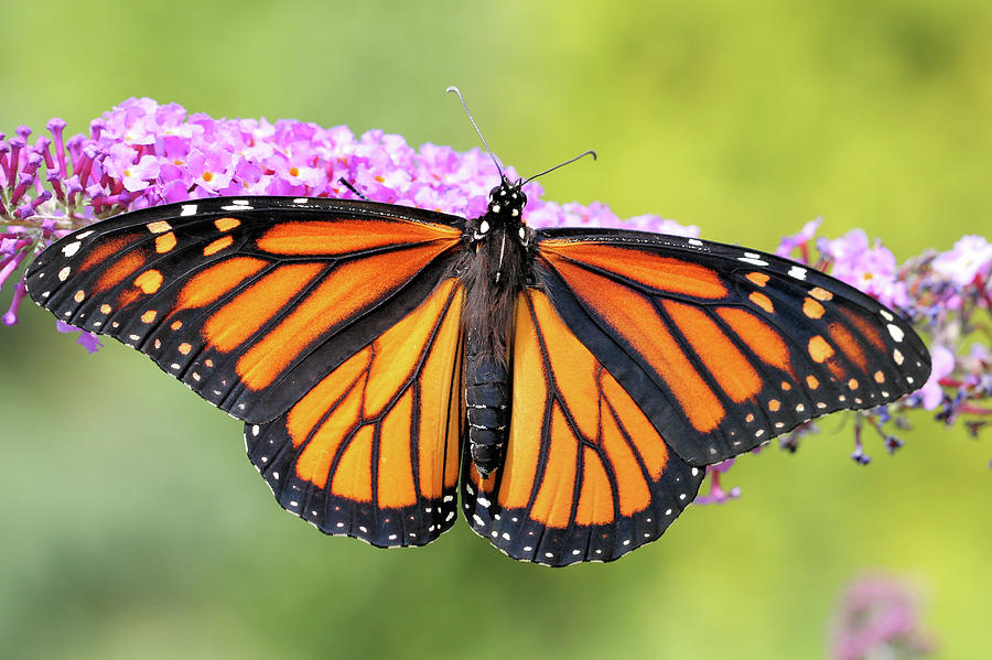 Monarch Sunning Photograph by Doris Potter